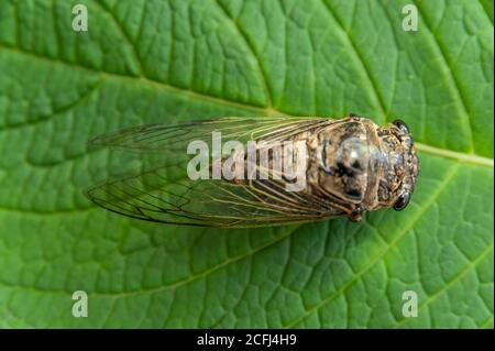 Japanische Zikade auf grünem Blatt - Graptopsaltria nigrofuscata, die große braune Zikade, im Japanischen Aburazemi genannt. Nahaufnahme. Stockfoto