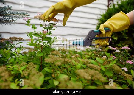 Frau in Handschuhen schneidet Blume mit Baumscheren im Garten Stockfoto