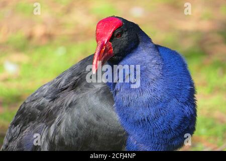 Nahaufnahme des purpurnen Swamphen, auch Pukeko genannt Stockfoto