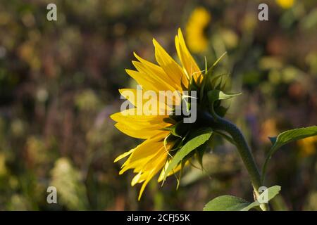 Seitenansicht der Sonnenblume vor braunem und grün meliertem Hintergrund Stockfoto