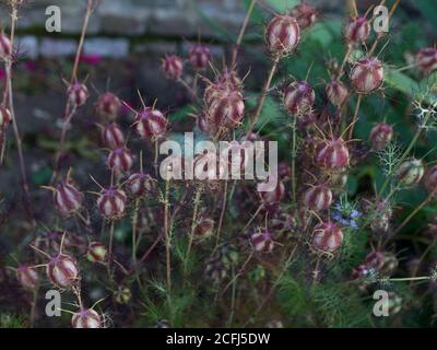 Gestreifte Nigella-Samenschoten und Laub im Herbst im Garten Szene Stockfoto