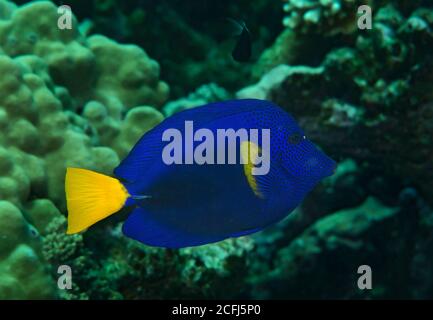 Yellowtail Tang, Zebrasoma xanthurum, am Riff in Hamata, Rotes Meer, Ägypten Stockfoto