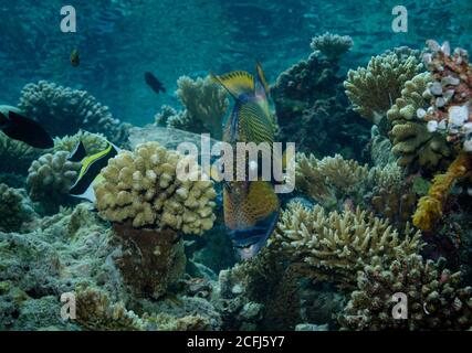 Titan Triggerfish, Balistoides viridescens, auf Korallenriff, Bathala Island, Ari Atoll, Malediven Stockfoto