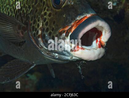 Harlequin Sweetlips, Plectorhinchus chaetodonoides, in Reinigungsstation in einer Höhle in Bathala, Ari Atoll, Indischer Ozean, Malediven Stockfoto