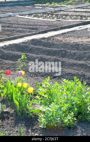 Leuchtend rote Tulpen in einem vorbereiteten fast noch leeren Gemüse Garten in der Frühlingssonne Stockfoto