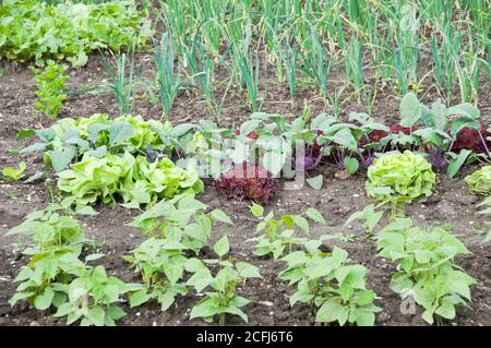 Frische junge Stringbohnenpflanzen, Salat, Zwiebel und Kohlrabi Pflanzen auf einem Gemüsegarten Patch. Vitamine gesunde biologische homegrown Frühling Bio Stockfoto