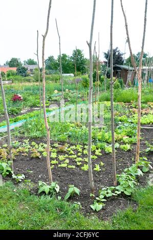 Frische junge Stringbohnenpflanzen und anderes Gemüse auf einem sonnigen Gemüsegarten-Patch mit Stöcken. Vitamine gesunde biologische homegrown Frühling Organi Stockfoto