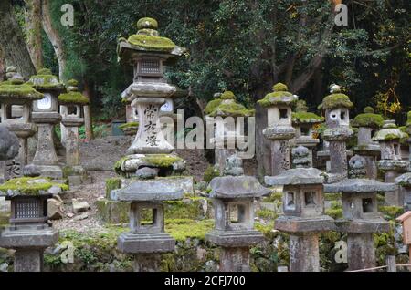 Steinlaternen mit Moos bei Kasuga Taisha im Schrein, Nara, Japan Stockfoto