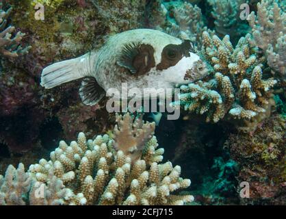 Maskierte Kugelfisch, Arothron Diadematus am Korallenriff in Hamata, Ägypten Stockfoto