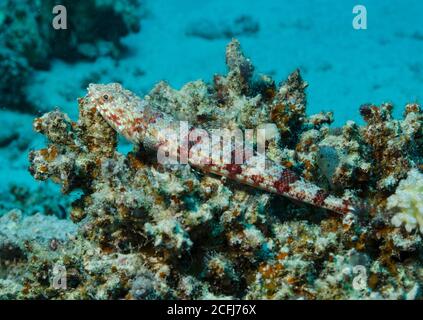 Variegated Lizardfish, Synodus variegatus, auf Korallen in Hamata, Rotes Meer, Ägypten Stockfoto