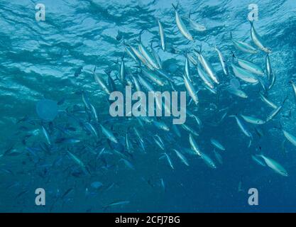 Ein Schwarm von variabel gefütterten Fusilier, Caesio varilineata, mit Quallen, Hamata, Rotes Meer, Ägypten Stockfoto