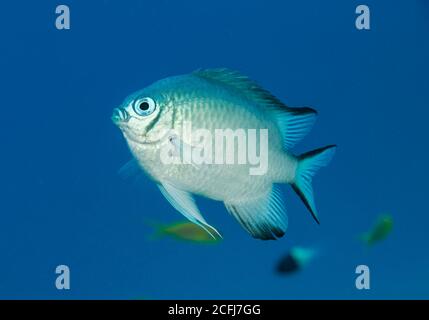 Weißbauch-Marienfisch, Amblyglyphidodon leucogaster, Hamata, Rotes Meer, Ägypten Stockfoto