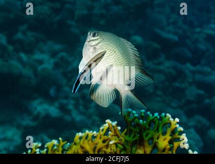 Weißbauch-Zwergfisch, Amblyglyphidodon leucogaster, mit Bluestreak-Reinigungswrasse, Labroides dimidiatus, Hamata, Rotes Meer, Ägypten Stockfoto