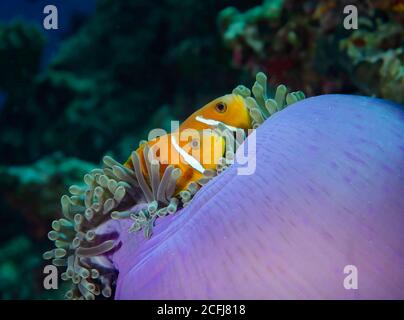 Malediven Anemonefish, Amphiprion nigripes, in herrlichen Anenome, Bathala Insel, Ari Atoll, Malediven Stockfoto