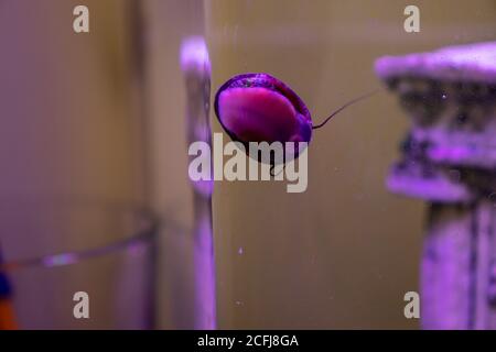 In einem Aquarium zeigt die am Glas befestigte Schnecke ihre Unterseite. Stockfoto