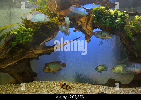 Grüne Pflanzen wachsen und Tierfische schwimmen in einem Aquarium Stockfoto