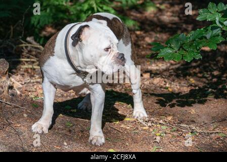 Alte englische Bulldog, 11 Jahre alt, steht in einer natürlichen Umgebung in den Wäldern Stockfoto