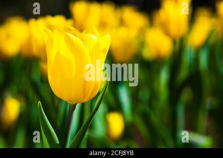 Schöne Tulpen Blumen im Garten Stockfoto