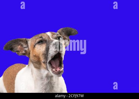 Der lustige Jack Russell Terrier scheint mit weit geöffnetem Mund zu schreien. Hundekopf vor blauem Hintergrund, Kopierraum Stockfoto