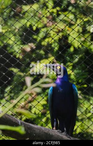 Greater Blue-Eared Starling glitzert wunderschön, wenn die Sonne scheint auf IT Stockfoto