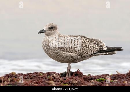 Europäische Heringsmöwe (Larus argentatus), unreifer Vogel am Strand, Walcott, Norfolk, Großbritannien, 4. September 2020 Stockfoto