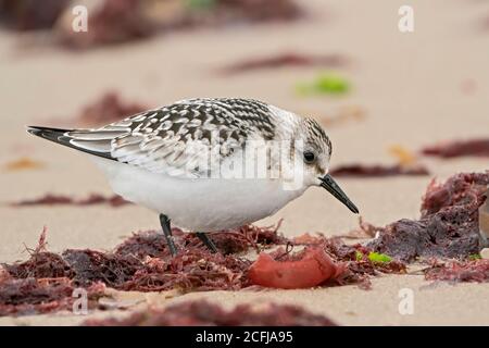 Sanderling (Calidris alba), Jungvogel Fütterung am Ufer, Walcott, Norfolk, Großbritannien, 4. September 2020 Stockfoto