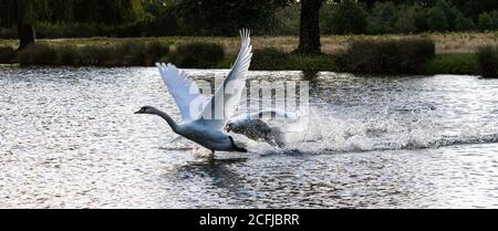Ein Paar stumme Schwäne jagen über einen See im Buschy Park, West London Stockfoto