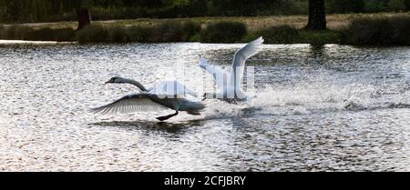Ein Paar stumme Schwäne jagen über einen See im Buschy Park, West London Stockfoto