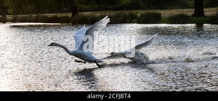 Ein Paar stumme Schwäne jagen über einen See im Buschy Park, West London Stockfoto