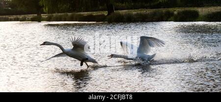 Ein Paar stumme Schwäne jagen über einen See im Buschy Park, West London Stockfoto