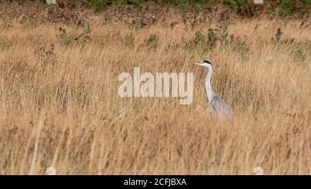 Ein grauer Reiher versteckt sich unter den rauschenden trockenen Gräsern des Sommers im Buschy Park, West London Stockfoto