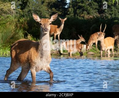 Ein wachsamer junger Rothirsch wat knietief im kühlenden Wasser eines Sees im Buschy Park, West London, während der Hochsommer Stockfoto