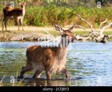 Ein wachsamer junger Rothirsch wat knietief im kühlenden Wasser eines Sees im Buschy Park, West London, während der Hochsommer Stockfoto