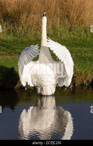 Ein wunderschöner stummer Schwan posiert wie ein aufführender Sänger, während er seine Flügel auf einem See im Bushy Park, West London, ausbreitet. Stockfoto