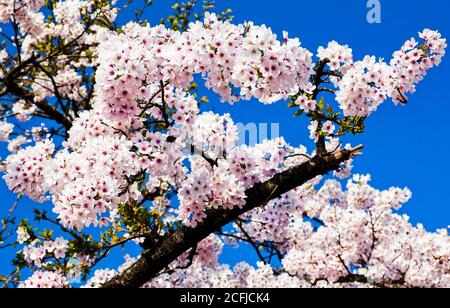 Kirschblüten blühen in Alishan von Chiayi. Alishan Forest Erholungsgebiet in Chiayi, Taiwan. Stockfoto