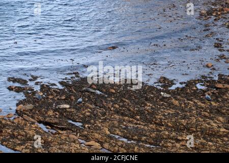 Getarnte Robben wurden auf Felsen, Brough, nördlich von Schottland, gezogen Stockfoto