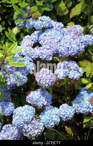 Hortensia Strauch in voller Blüte, die ein Frühling ist Und Sommer blühende mehrjährige krautige Pflanze Stock Foto Bild Stockfoto
