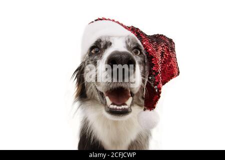 Lustige Grenze Collie Hund Haustier trägt einen weihnachtsmann Hut und feiern Feiertage. Stockfoto