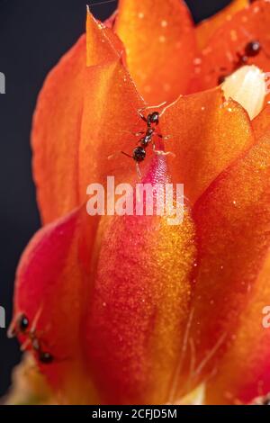 Großkopf-Ameise der Gattung Pheidole auf einer Kaktusblüte Stockfoto