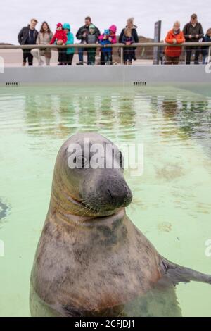 Niederlande, Texel, De Koog. Ecomare, Informationszentrum für Wattenmeer und Nordsee, Naturkundemuseum und Seehund- und Schweinswal-Sanktua Stockfoto