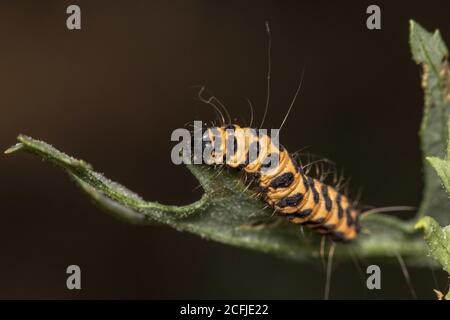 Makroaufnahme einer Zinnober-Raupe oder tyria jacobaeae Auf einem Blatt Stockfoto