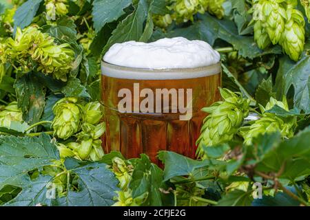 Das Bier mit weißem Schaum im Glas, umgeben von grünem Hopfen. Ein Bier mit einem dicken Schaumköpfen, Nahaufnahme. Stockfoto