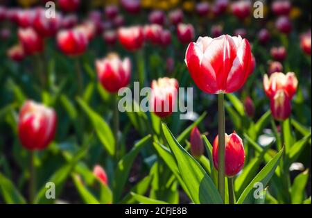 Schöne Tulpen Blumen im Garten Stockfoto