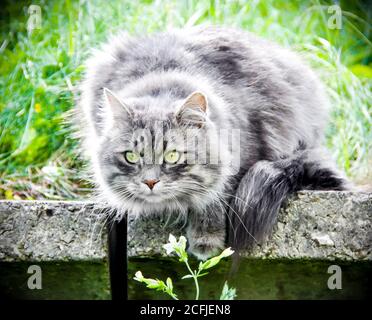 Rauchige graue Katze sitzt auf Natur grünen Hintergrund Stockfoto