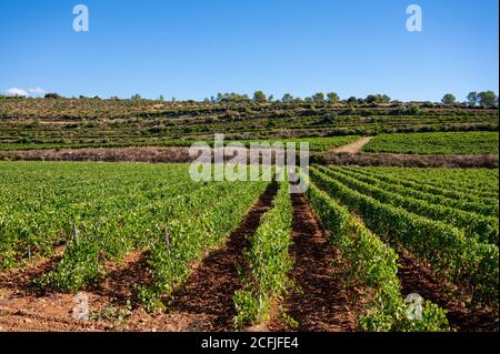 Reihen von reifen Weintrauben Pflanzen auf Weinbergen in Cotes de Provence, Region Provence, Südfrankreich, bereit zur Ernte, Weinbereitung in Frankreich Stockfoto