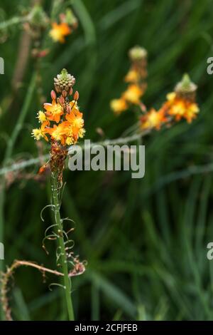 Brennen Sie Gelee Pflanze Bulbine frutescens. Stockfoto