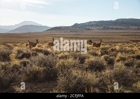 Nahaufnahme von Mule Deer in der Sierras Nevada Stockfoto