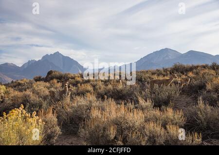 Nahaufnahme von Mule Deer in der Sierras Nevada Stockfoto