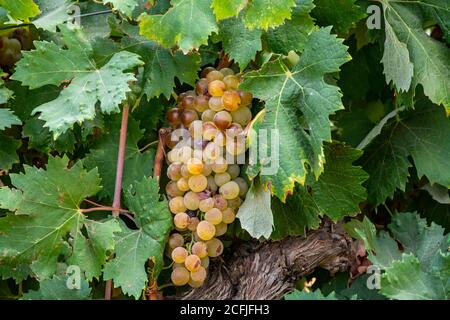 Reife Weißweintrauben für die Herstellung von Rose oder Weißwein bereit zur Ernte auf Weinbergen in Cotes de Provence, Region Provence, südlich von Frankreich schließen Stockfoto