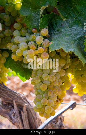 Reife Weißweintrauben für die Herstellung von Rose oder Weißwein bereit zur Ernte auf Weinbergen in Cotes de Provence, Region Provence, südlich von Frankreich schließen Stockfoto